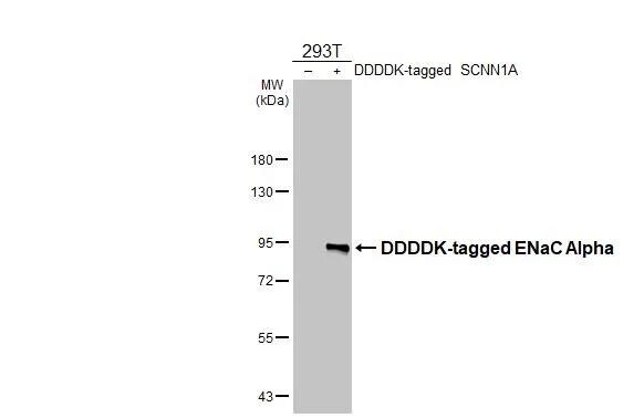 epithelial Sodium Channel alpha Antibody (HL2967)