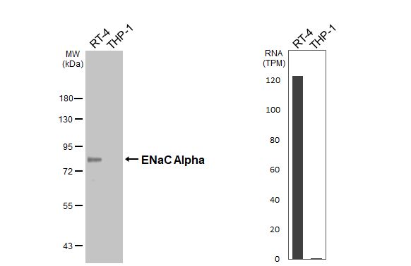 epithelial Sodium Channel alpha Antibody (HL2967)