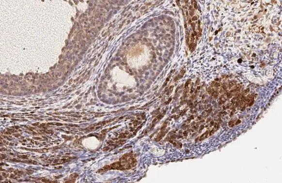 RGS2 Antibody (HL2987)