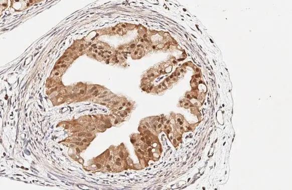 RGS2 Antibody (HL2987)