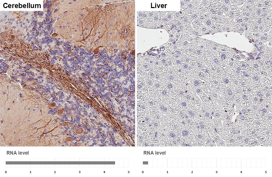 RGS2 Antibody (HL2988)
