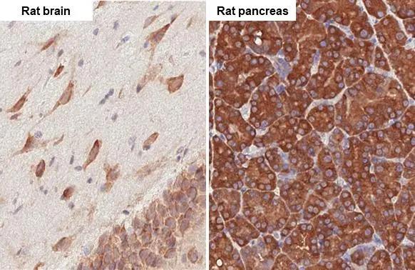 RPL4 Antibody (HL3006)