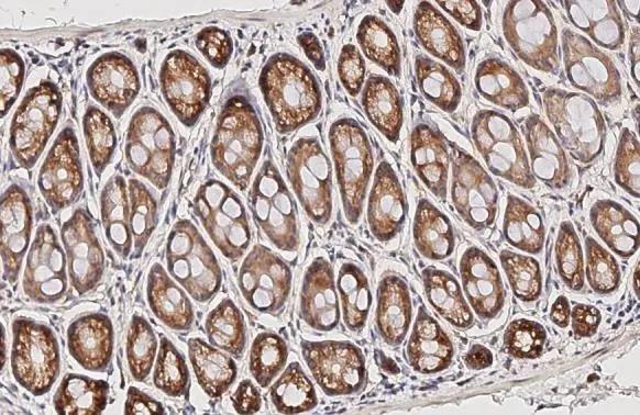 RPL4 Antibody (HL3006)