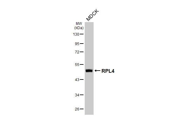 RPL4 Antibody (HL3006)