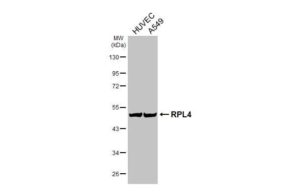 RPL4 Antibody (HL3006)