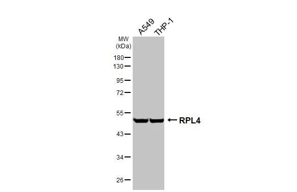 RPL4 Antibody (HL3006)