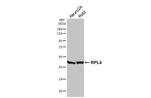 RPL4 Antibody (HL3006)