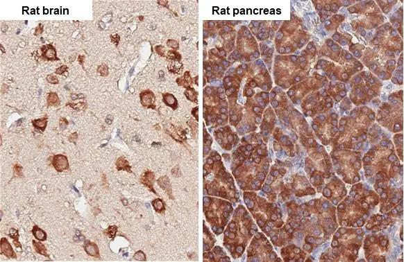 RPL4 Antibody (HL3008)