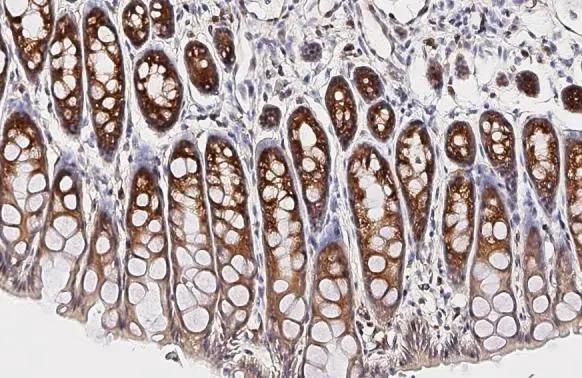 RPL4 Antibody (HL3008)