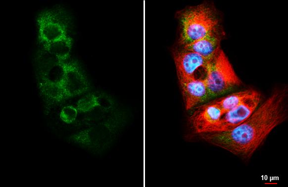 RPS26 Antibody (HL3013)