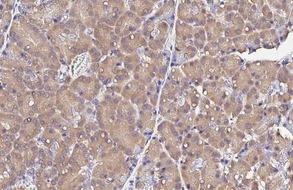 RPS26 Antibody (HL3013)