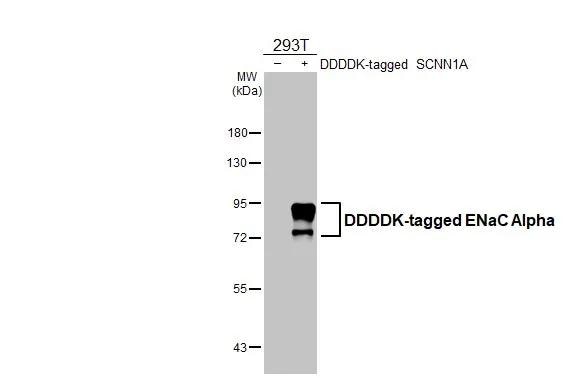epithelial Sodium Channel alpha Antibody (HL3027)