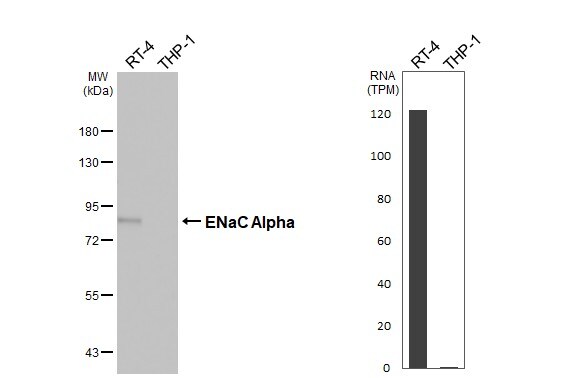 epithelial Sodium Channel alpha Antibody (HL3027)