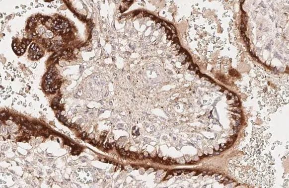 KISS1 Antibody (HL3043)