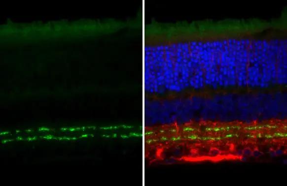 VAChT/SLC18A3 Antibody (HL3053)