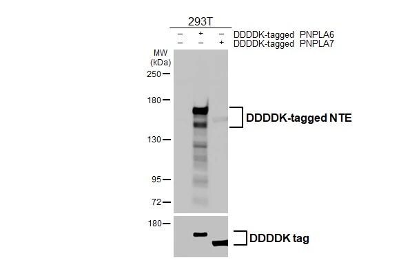 PNPLA6 Antibody (HL3127)