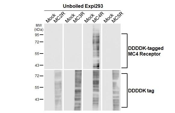 Melanocortin-4 R Antibody (HL3145)