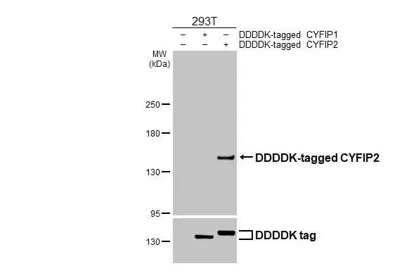 CYFIP2 Antibody (HL3148)
