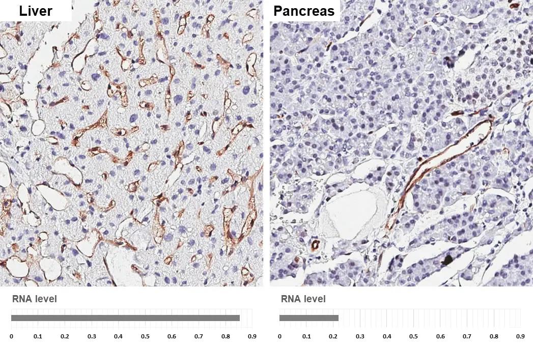Claudin-5 Antibody (HL3156)