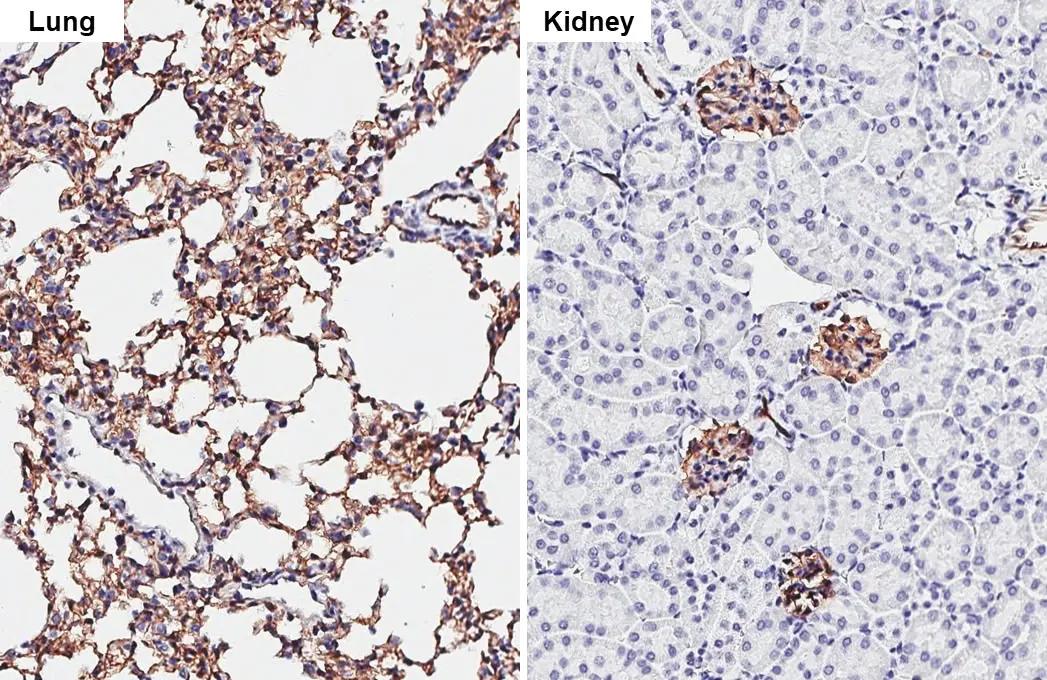 Claudin-5 Antibody (HL3156)