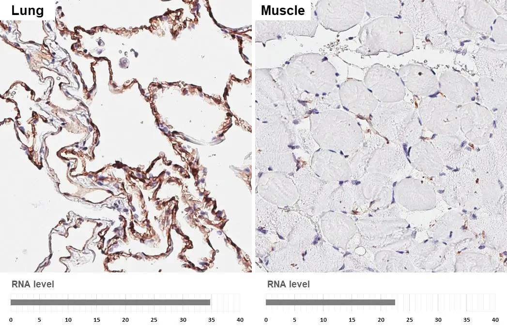 Claudin-5 Antibody (HL3156)