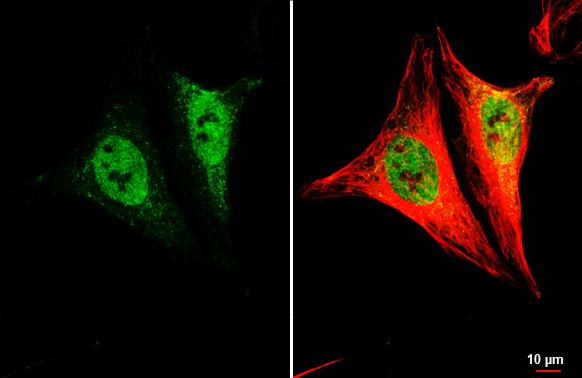 LSM4 Antibody (HL3172)
