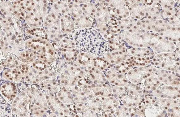 LSM4 Antibody (HL3172)
