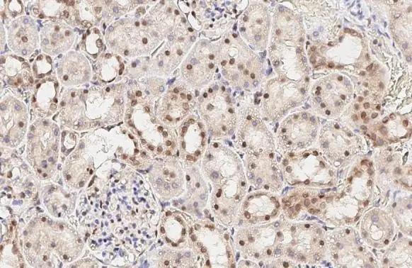 LSM4 Antibody (HL3172)