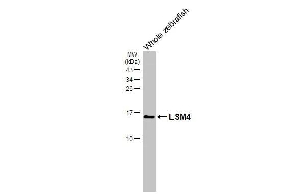 LSM4 Antibody (HL3172)