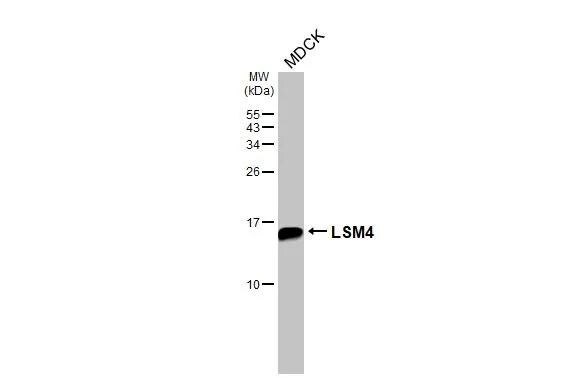 LSM4 Antibody (HL3172)