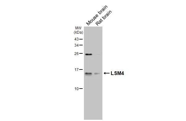 LSM4 Antibody (HL3172)