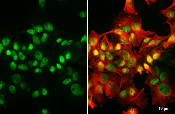 HNF1 Antibody (HL3229)