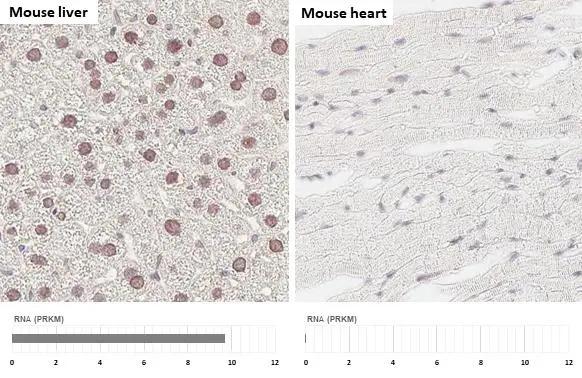 HNF1 Antibody (HL3229)