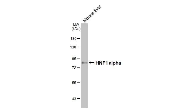 HNF1 Antibody (HL3229)