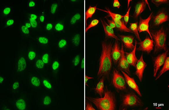 SP2 Antibody (HL3271)
