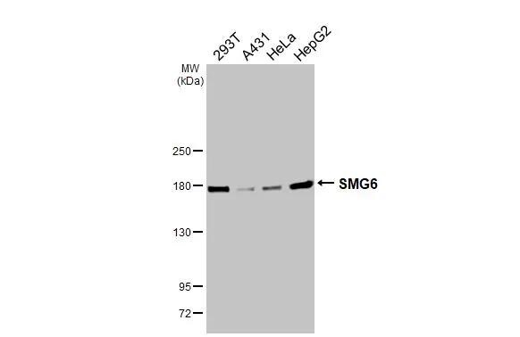 SMG6 Antibody (HL3274)