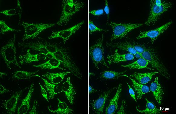 MFF Antibody (GT26)
