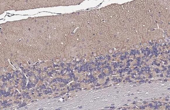 MFF Antibody (GT26)