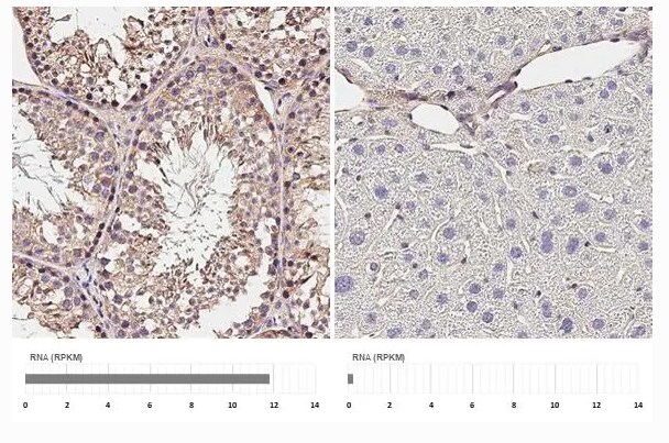 P2X3/P2RX3 Antibody (HL3347)