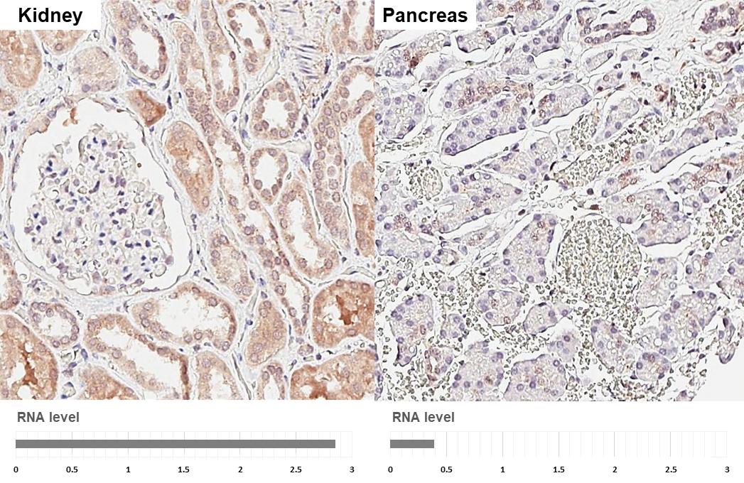 Suppressor of Fused Antibody (HL3374)