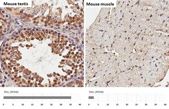Suppressor of Fused Antibody (HL3374)
