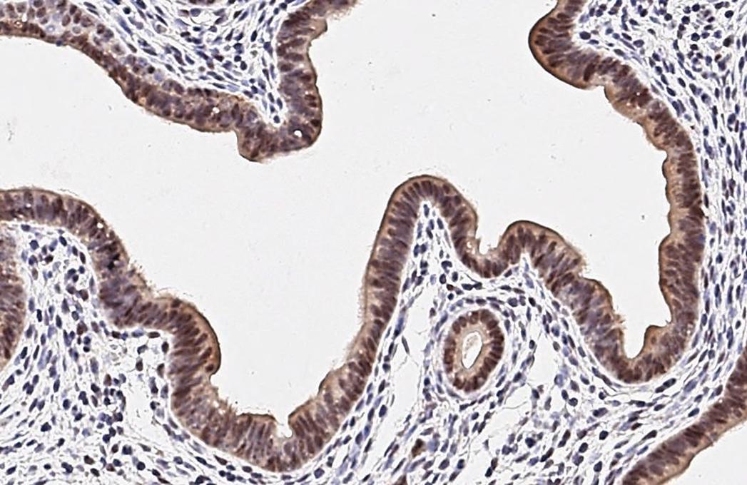 ESRP1 Antibody (HL3413)