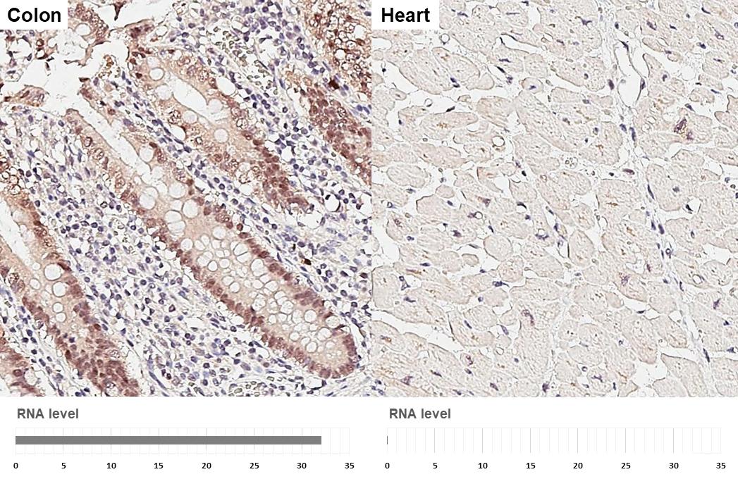 ESRP1 Antibody (HL3413)