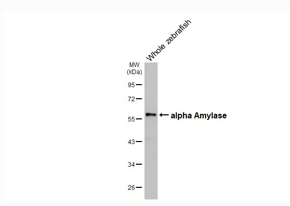 Alpha Amylase Antibody (HL1681)