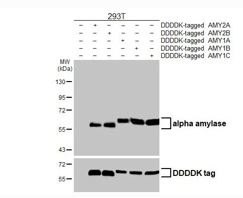 Alpha Amylase Antibody (HL1681)