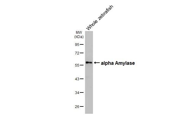 Alpha Amylase Antibody (HL1681)