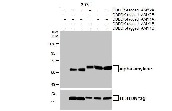 Alpha Amylase Antibody (HL1681)