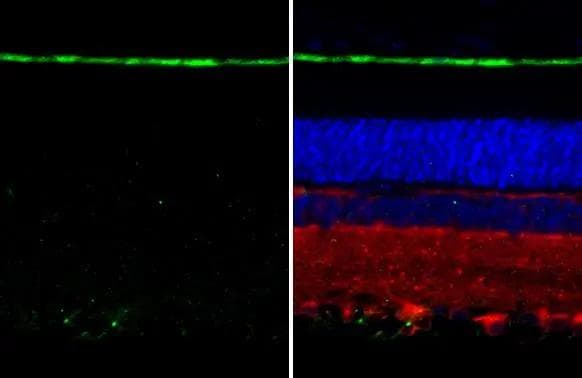 RGR Antibody (HL3058)