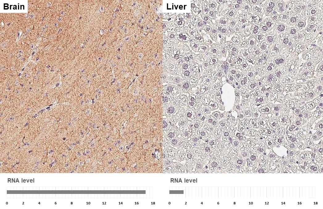 MAP3K12 Antibody (HL3423)