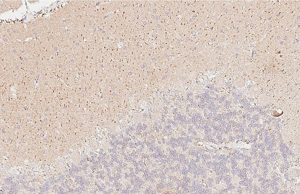 MAP3K12 Antibody (HL3423)